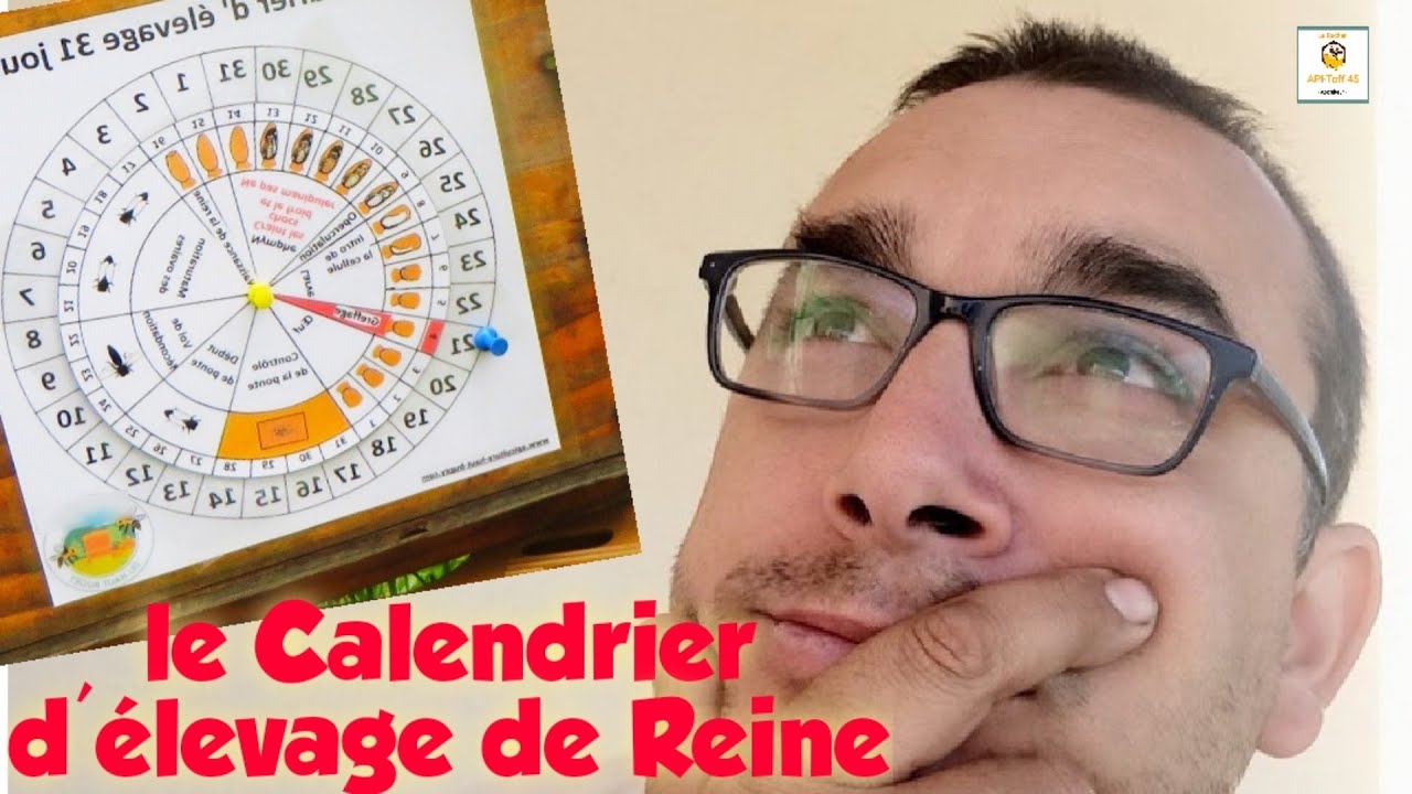Apiculture 2021 Le Calendrier D levage De REINE YouTube