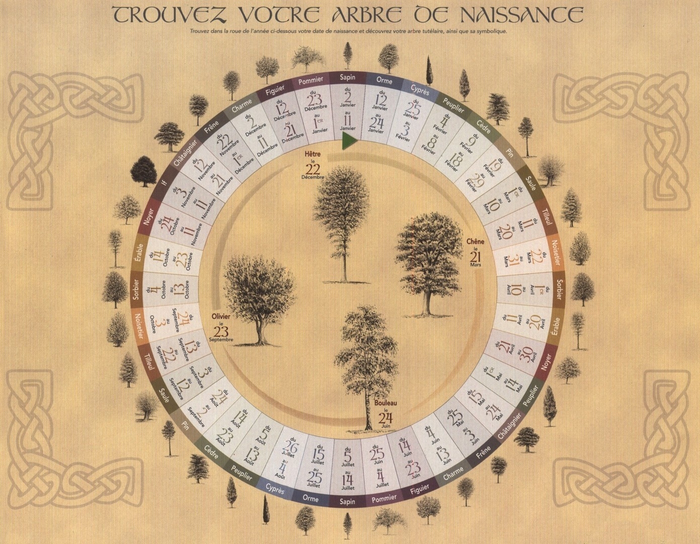 Calendrier Celtique Des Arbres Les T tards Arboricoles