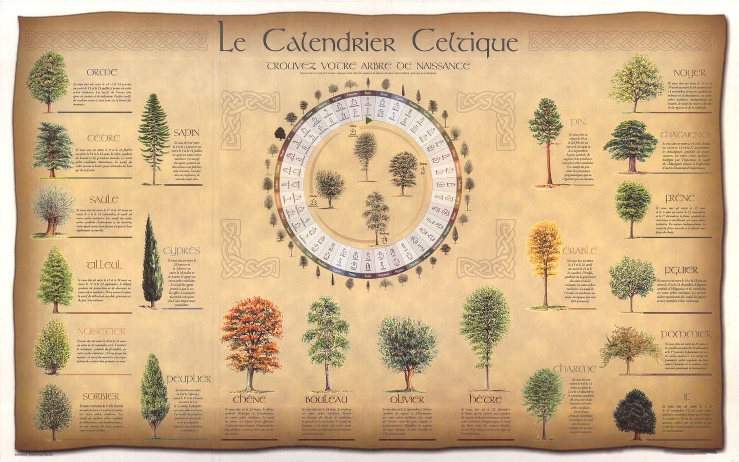 Calendrier Celtique Des Arbres Les T tards Arboricoles