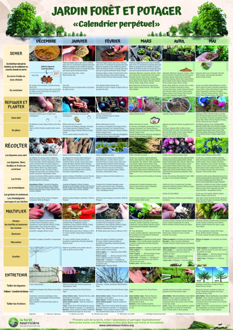 Calendrier Du Potager En Permaculture Et Du Jardin For t Comestible