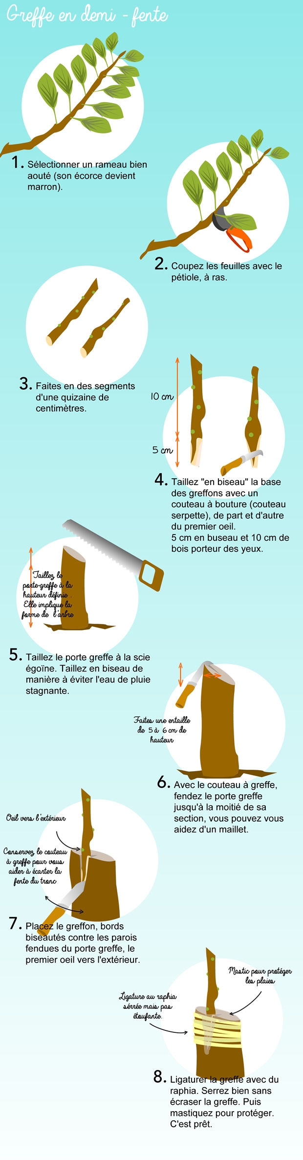 Greffe En Demi fente Greffe De Fruitier Les Infos En Images Jaime jardiner Greffe En Demi fente Greffe De Fruitier Les Infos En Images Jaime jardiner