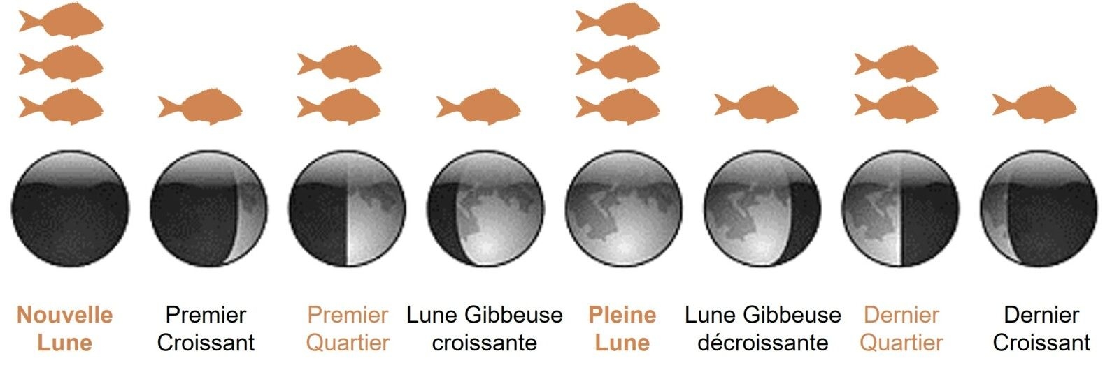 P cher Avec La Lune Surfcasting M diterran e