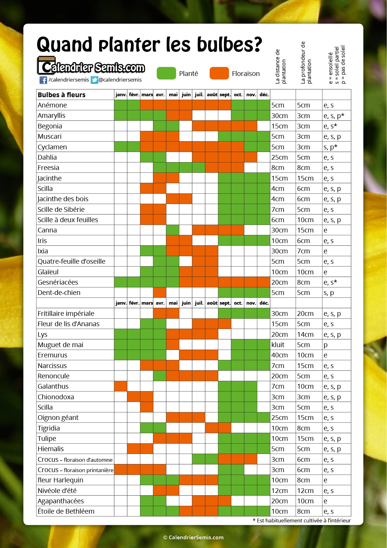Planter Des Bulbes CalendrierSemis